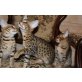 Savannah - Kater