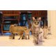 Savannah - Kater