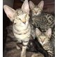 Savannah - Kater