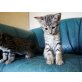 Savannah - Kater