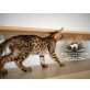 Savannah - Kater