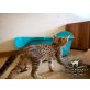 Savannah - Kater