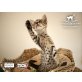 Savannah - Kater