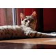 Savannah - Kater