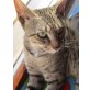 Savannah - Katze