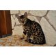 Savannah - Katze