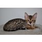 Savannah - Katze