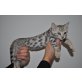 Savannah - Katze
