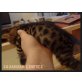 Savannah - Katze