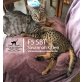 Savannah - Katze