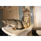 Savannah - Katze
