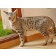 Savannah - Katze