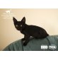 Savannah - Katze