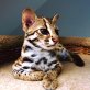 Savannah Katzenkinder suchen neues zu Hause, Savannah - Katze