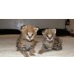 Savannah, Savannah - Kater