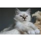 Savannah und Romina, Heilige Birma - Katze