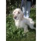 Sawyer, English Setter - Rüde