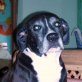 Scar, Labrador Mix - Rüde