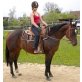 Scarlet Sierra, Quarter Horse - Stute