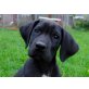 Scarlett, Deutsche Dogge Welpen - Hündin