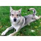 Scarlett, Tschechoslowakischer Wolfshund - Hündin
