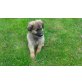 Schäfer - Bernersennenhund Mischling Welpen - Hündin