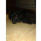Schäfer Collie Labrador  Welpen - Hündin