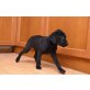 Schäfer Collie Labrador  Welpen - Hündin