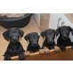 Schäfer-Colly-Labrador  Welpen - Hündin
