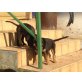 Schäfer-Colly Labrador  Welpen - Rüde
