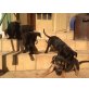 Schäfer-Colly Labrador  Welpen - Rüde