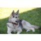 Schäfer Husky Mischling - Rüde