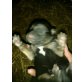 Schäfer-Labrador-Rottweiler - Rüde