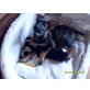 Schäferhund/Altdeutscher Schäferhund - Hündin