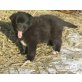 Schäferhund-Bordercollimix Welpen - Hündin