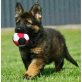 Schäferhund, Deutscher Schäferhund - Rüde