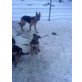 Schäferhund/Doggenmix Welpen - Hündin