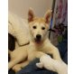Schäferhund/Husky Mix Welpen - Hündin