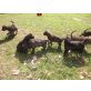 Schäferhund/Jagdhund  Welpen - Rüde