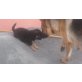 Schäferhund/Labrador Mix, Schäferhund/Labrador - Rüde