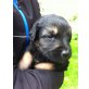 Schäferhund-Labrador-Retriever - Rüde