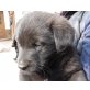 Schäferhund / Labrador Welpen - Hündin