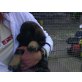 Schäferhund/Labrator Welpen - Rüde