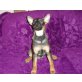 Schäferhund-Malamut Welpen - Hündin