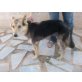 Schäferhund-Mix Ollin Rüde, Größe: 53 cm, Alt - Rüde