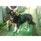 Schäferhund-Mix Santiago Rüde, Größe: 66 cm,  - Rüde