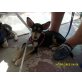 Schäferhund-Mix Welpen - Hündin