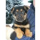 Schäferhund-Rottweiler Welpen - Hündin