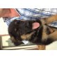Schäferhund Rottweiler Welpen - Rüde