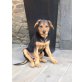 Schäferhund-Rottweiler mix Welpen - Hündin